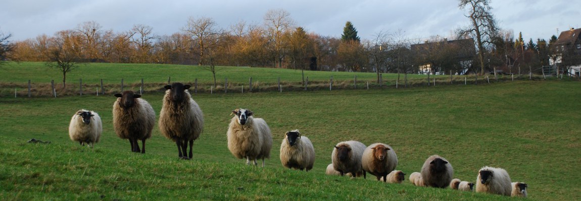 Sheep Hill Schafe